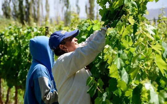 El PROVIAR II abrió convocatoria para la presentación de proyectos vitivinícolas a productores y PYMES en la provincia